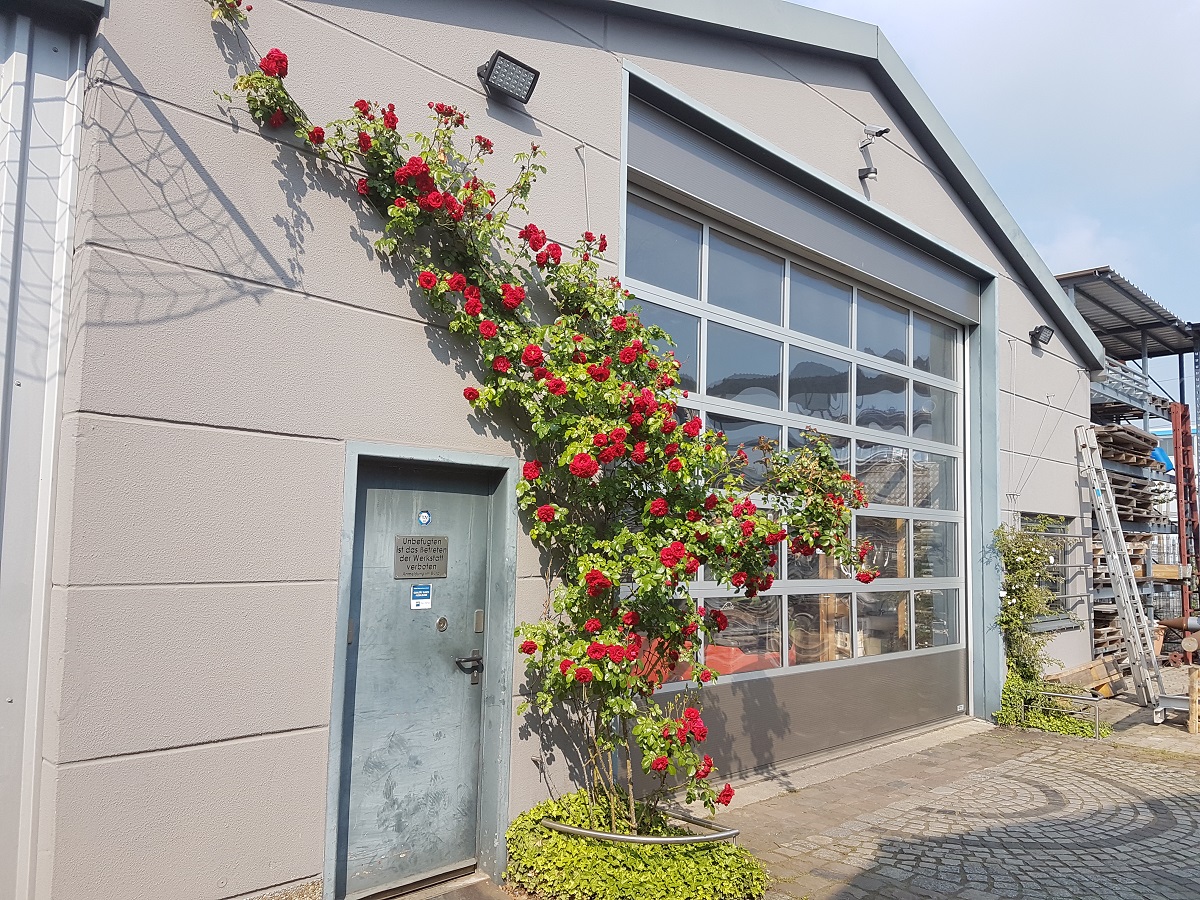 Modernes Betriebsgebäude mit großem Fenster, grüner Eingangstür und üppig blühender roter Kletterrose an der Fassade in Altlußheim.